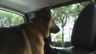 The Canadian Dog Whisperer