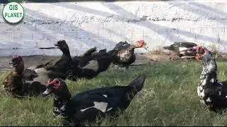 Funny Ducks who walk like a Camel | Safari Park | GIS PLANET