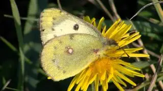 Colias hyale.mts