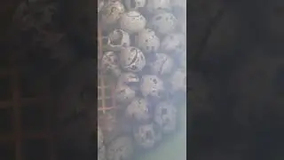 eclozare pui prepelite