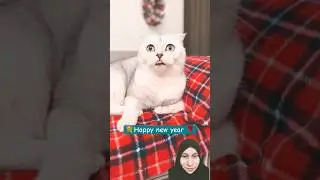Cat Got New Year's Gift 🎁#shorts #cat #funny #cats #lovelycat #shortsvideo #greenscreen #reaction