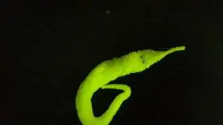 Cute Magic Worm Twisty Trick Toy from GearBest