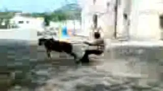 Desi Cow boy.3gp