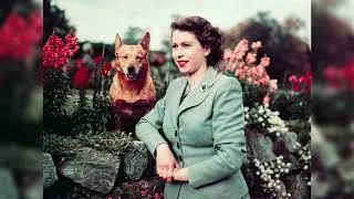 What will happen to Queen Elizabeth II's dogs after her death? #elizabethii #queenelizabethii #corgi