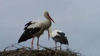 Storks clacking