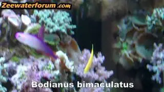 Bodianus bimaculatus