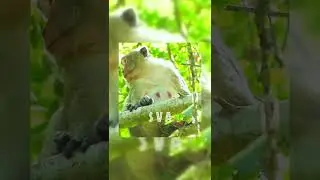 #Shorts Funny Guy Steal Milk Before Newborn Baby Monkey Brith Giving  episode #10