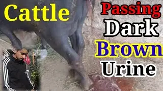 Cattle Passing Dark Brown Color In Urine/गाय भैंस के पेशाब में खून आने का इलाज कैसे करें
