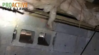 Heavy Termite tunnels in a basement