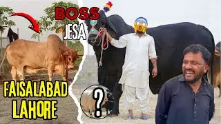 Faisalabad Or Lahore Ky Janwer||Janwer Asa ky chupana Pr jye||King of multan Mandi