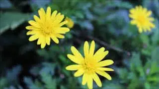 ARNICA beneficios y contraindicaciones