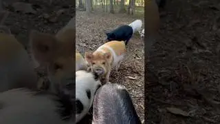 Лучшие времена!