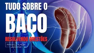 Anatomia do Baço | Questão comentada sobre o maior órgão linfático
