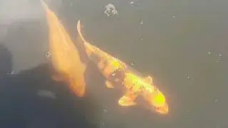 Товарники