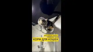 3 МИФА о кормах для кошек. Новый корм Jarvi