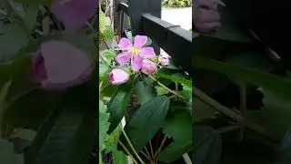 Malabar Melastome