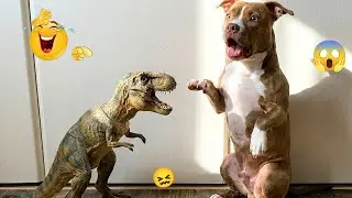 You Will Cry Laughing 🤣🐶 The Funniest Dog Clips Compilation 🐾 #14