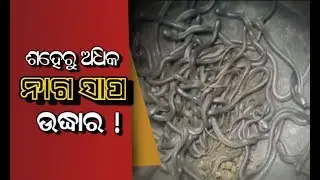 More Than Hundred Cobra Babies Rescued From A House In Bhadrak