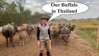 Our Buffalo in Thailand