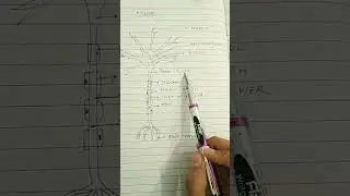 Structure of Neuron (with labels) #biology #class7 #class8 #class9 #class10