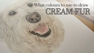 Drawing Light Fur in Coloured Pencil | Top tips & the best colours to use