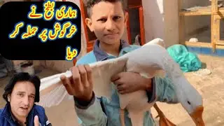 mini zoo ma ducks ne attack kr dia rabbi pr #saad pet house#