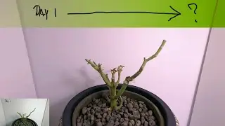 Will it still grow | 24/7 Live stream