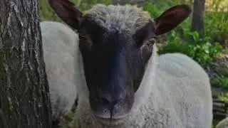 Shave 'Em to Save 'Em