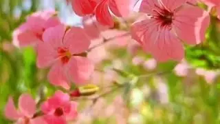 সুন্দর ফুল #aesome