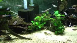 Notropis chromosus