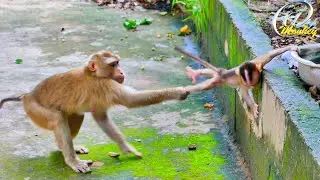 Ooh, Noo..! Baby SABA is very scared to fall.