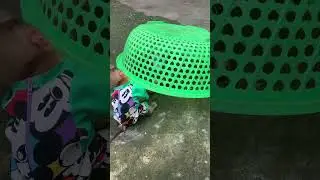 monkey knows how to get milk to drink