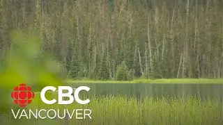 2 First Nations celebrate harvest without tourists' disturbance