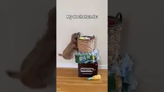 Parkour Time 🪂 #dog #funny #relatable #shortsfeed #dachshund #comedyshorts #funny