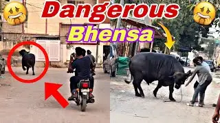 Khatarnak Bhensa Rassi Torh Ke Bhaag Gaya | Tabahi Macha Di !! 😰🤯