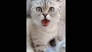 Вай че творит 🤣🤯 #нарафолд #веселыекоты #прикольныекоты #котикиприколы
