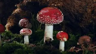 Group of 5 Fly agaric  growing time lapse on Beech forest floor. Amanita muscaria filmed over 5 Days