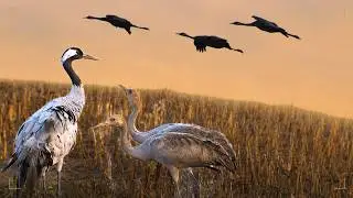 Der letzte Tanz der Kraniche 🔅Zugvögel ziehen nach Süden