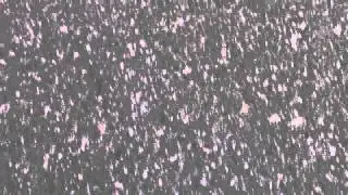 The Crimson Twin - Goin' Around