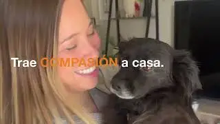 Trae Amor A Casa – Reintroducido (Spanish)