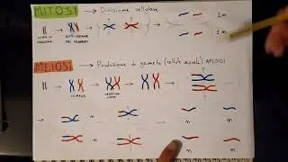 MITOSI E MEIOSI principali differenze (spiegazione rapida)