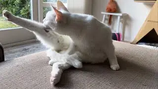 Look how flexible I am... but first I need to take a nap