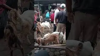 Pasar kr.pucung hari Rabu manis