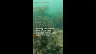 Shocking underwater videos show algal bloom impact