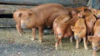 SU&Iacute;NOS, SUINOCULTURA, PORCO DOM&Eacute;STICO, CAIPIRA, SUBSIST&Ecirc;NCIA, SUS SCROFA DOMESTICUS, DOMESTIC PIG.