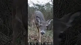 Trail Camera: Deer Smells Something!!
