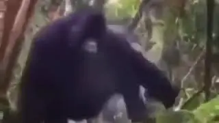 Le monke falls meme