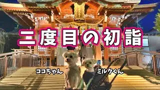 二度目の初詣★ココちゃん・ミルクくん★