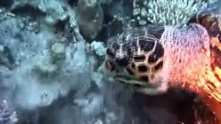 Schildkr&ouml;te beim fressen 2 Rotes Meer