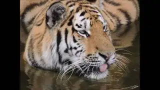 Ro zoo review's 2016 Zoo Tour - #15 Yorkshire Wildlife Park